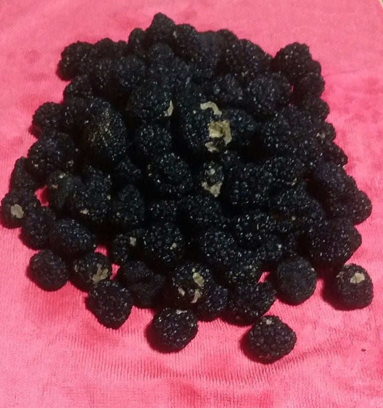 black truffles on pink surface at 'Mitato Mushrooms Farm'